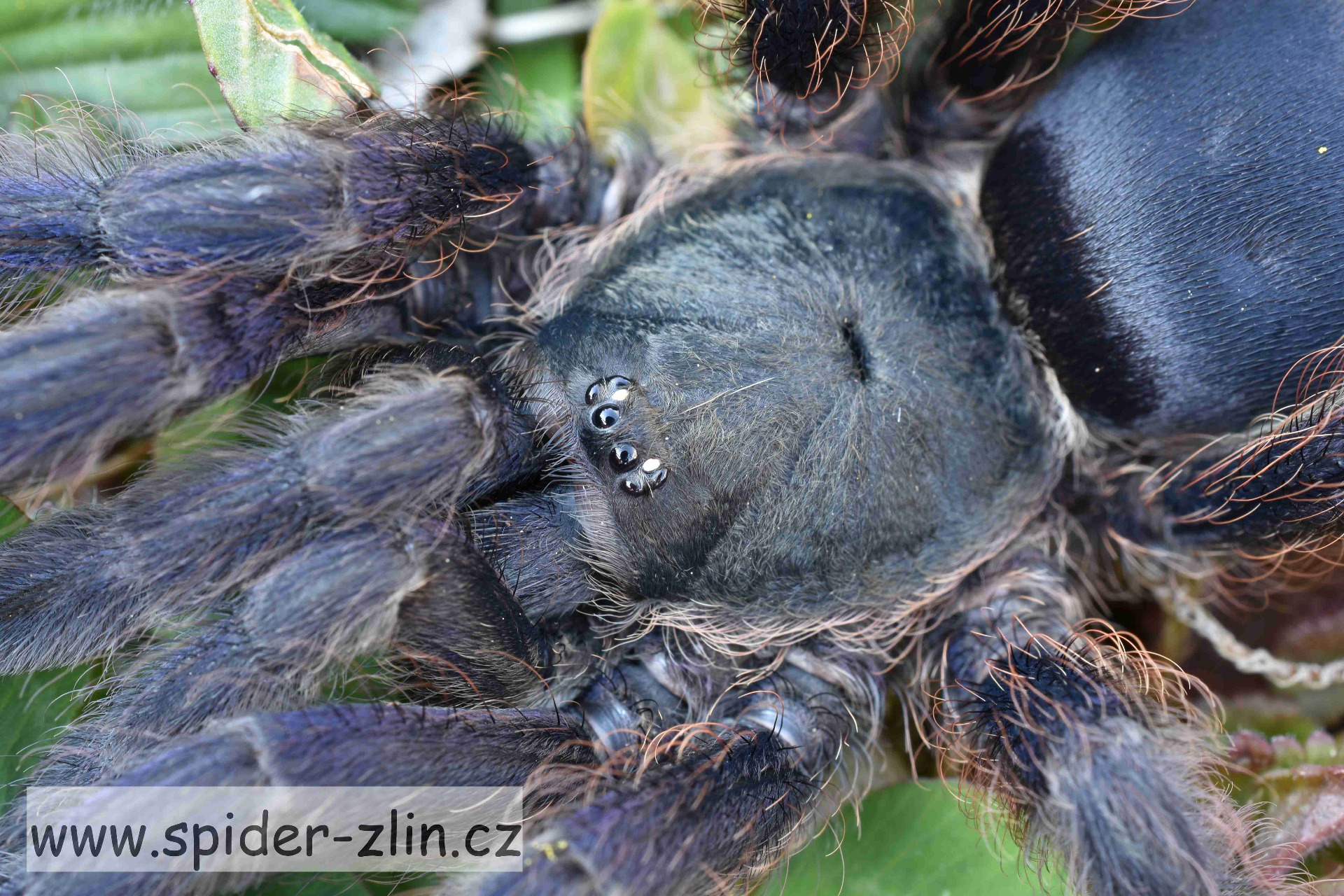 Tapinauchenius violaceus